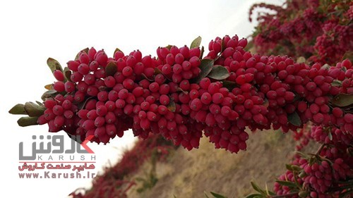 خرید عمده زرشک تازه امسالی باکیفیت