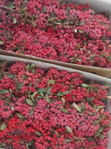 بهترین روش نگهداری زرشک تازه امسالی
