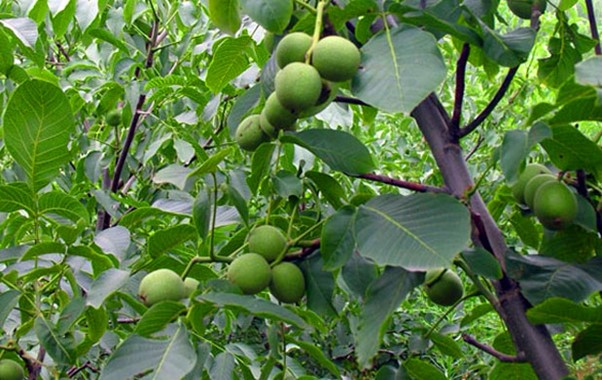 نهال گردو